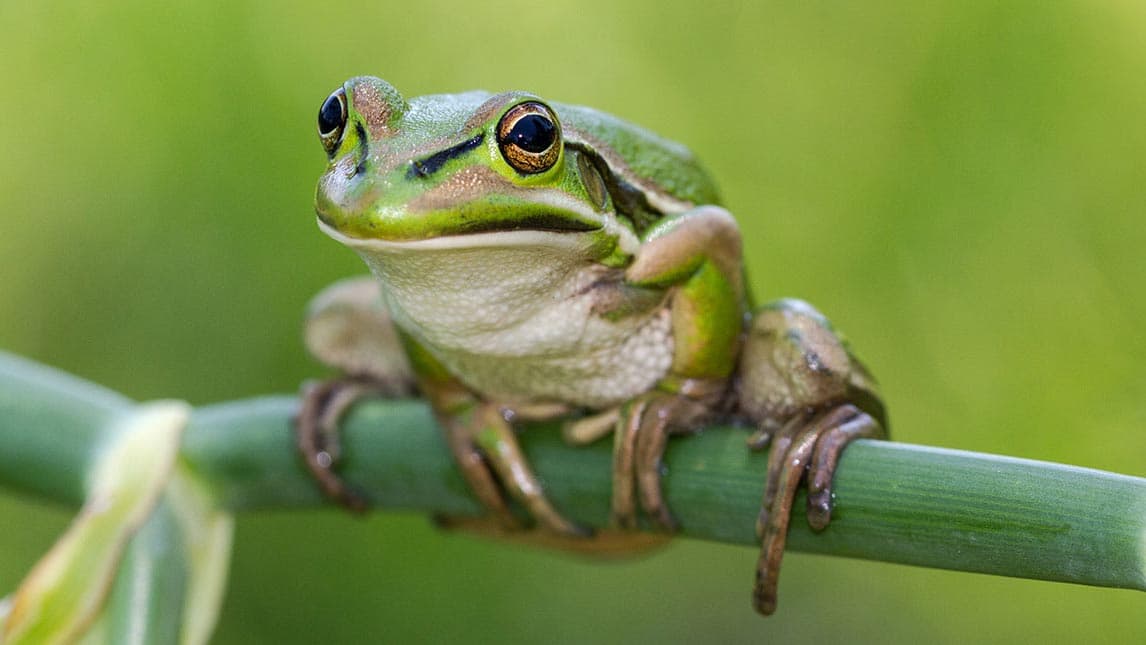 Green and Golden Bell Frog habitat