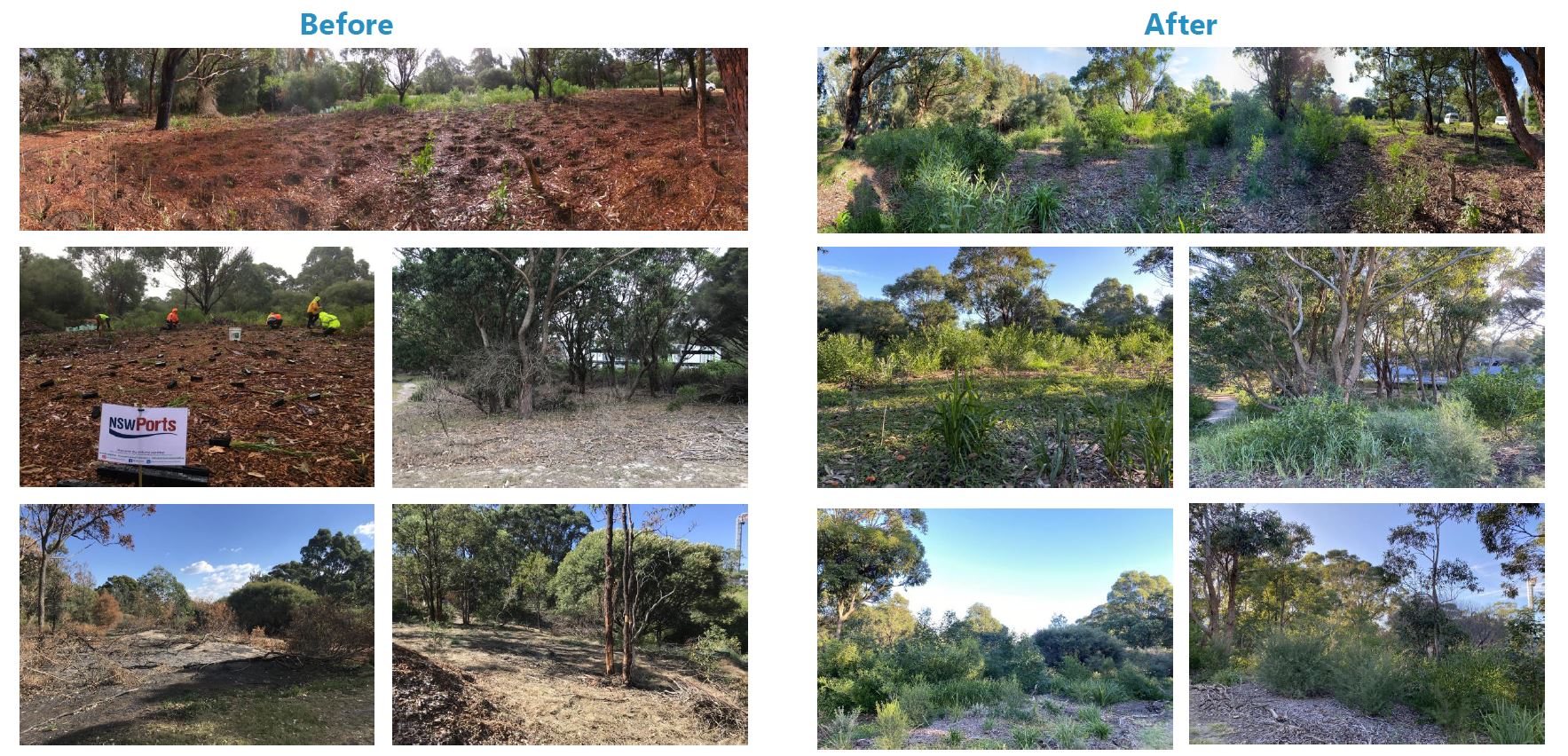 Rehabilitate Sir Joseph Banks Park