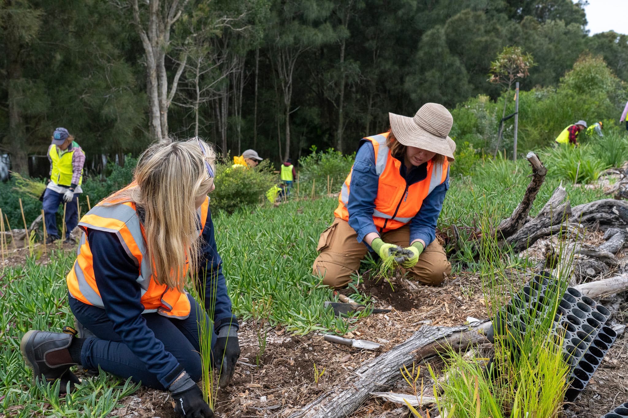 Tree Planting 