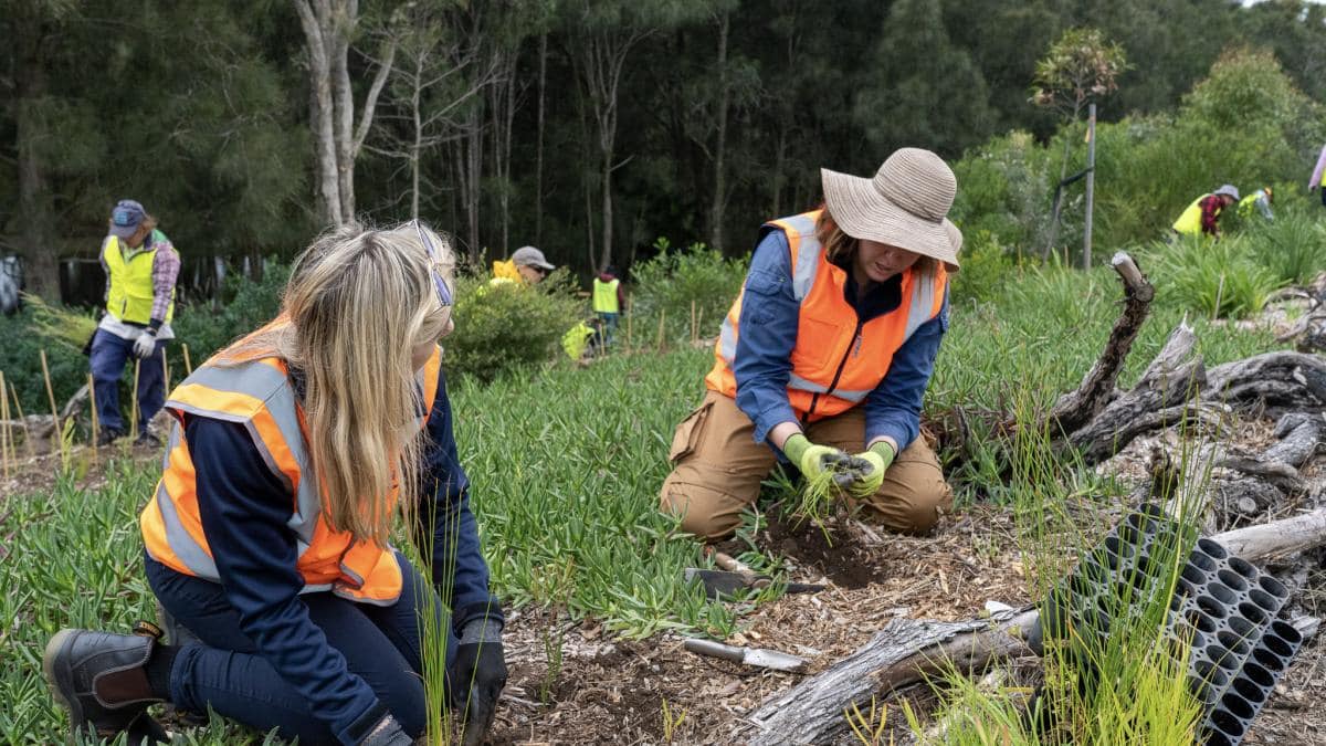 Volunteers Planting Trees 